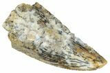 Serrated, Raptor Tooth - Real Dinosaur Tooth #275144-1